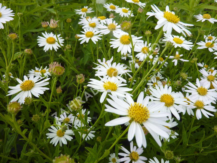 Japonská astra 'Alba' - Kalimeris incisa 'Alba'