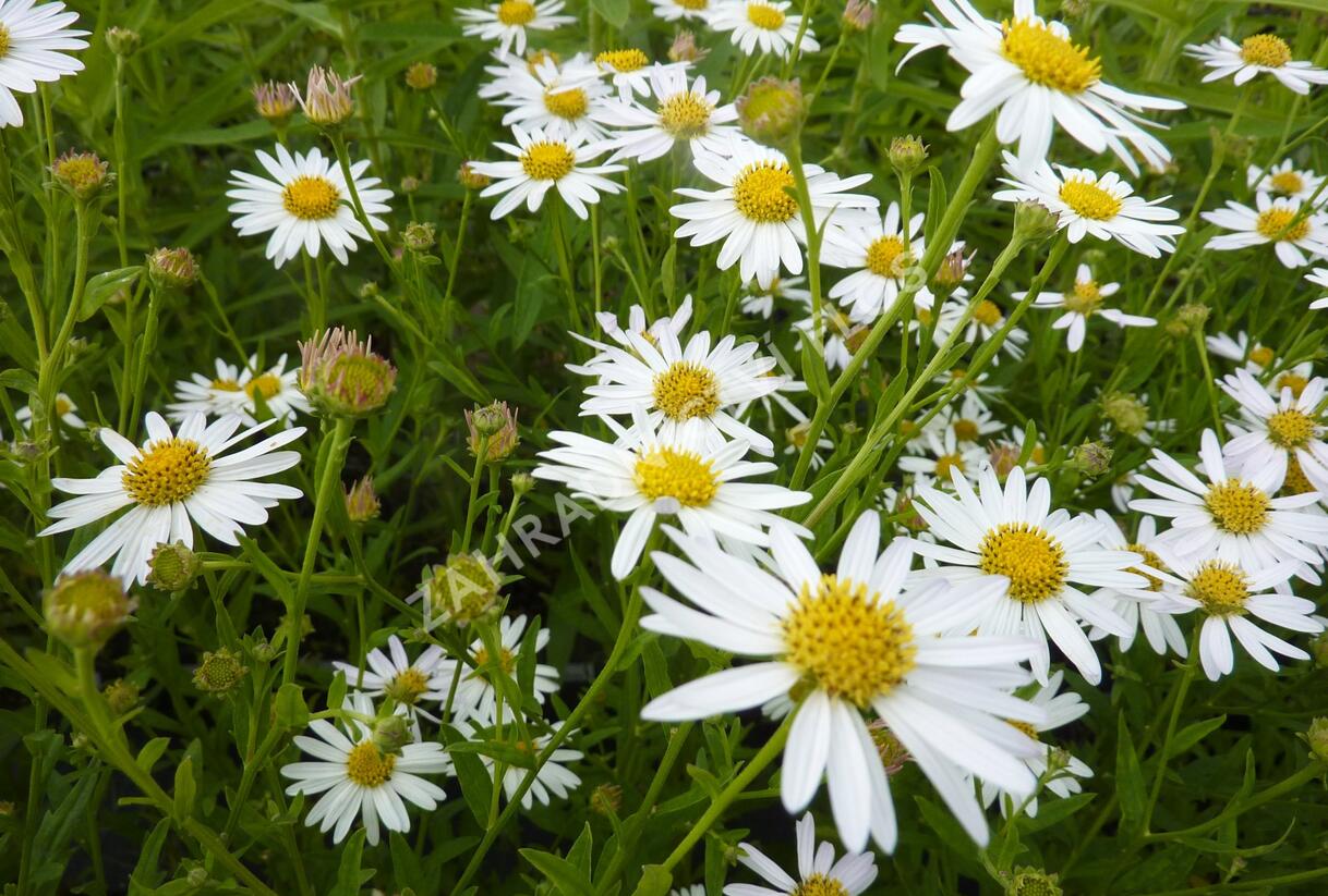 Japonská astra 'Alba' - Kalimeris incisa 'Alba'