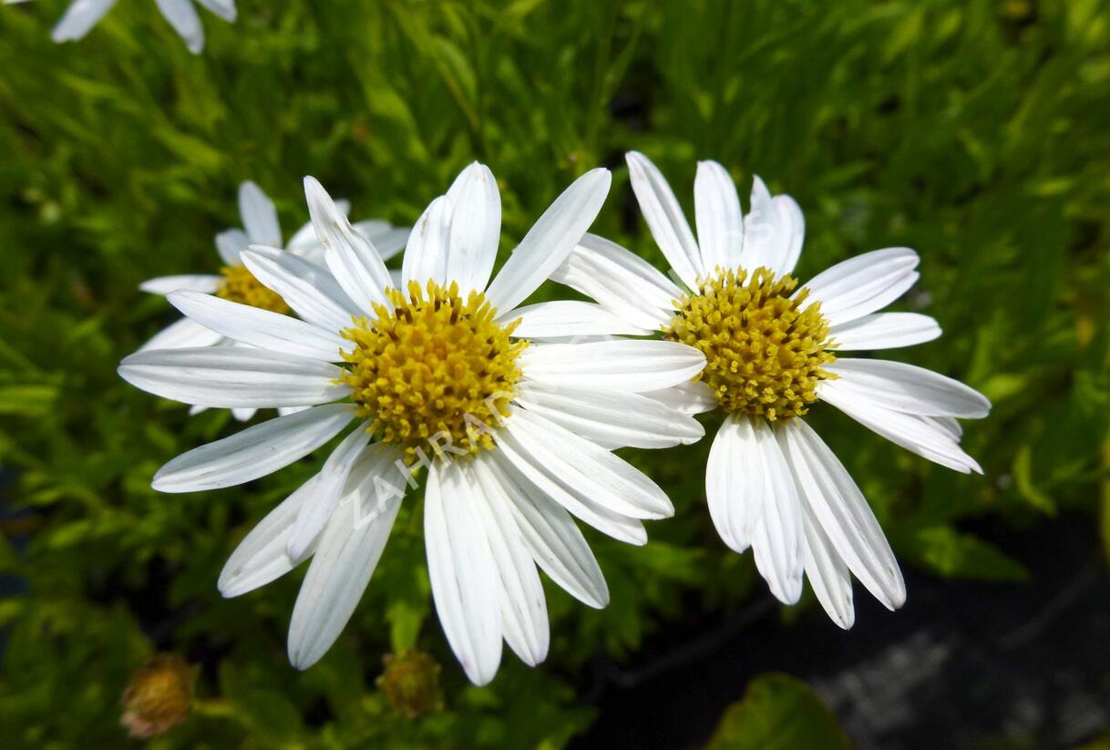 Japonská astra 'Alba' - Kalimeris incisa 'Alba'