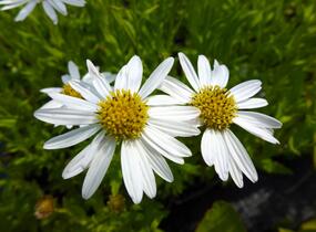 Japonská astra 'Alba' - Kalimeris incisa 'Alba'
