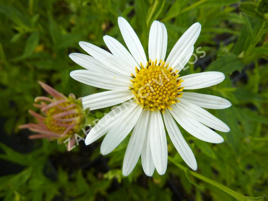 Japonská astra 'Alba' - Kalimeris incisa 'Alba'