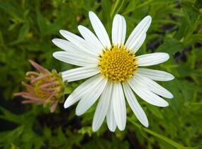 Japonská astra 'Alba' - Kalimeris incisa 'Alba'