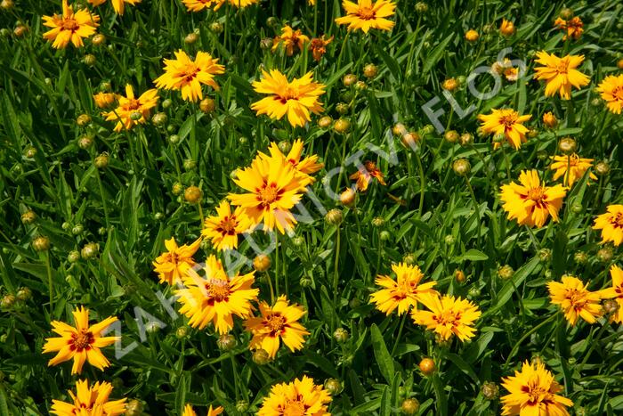 Krásnoočko velkokvěté 'Rising Sun' - Coreopsis grandiflora 'Rising Sun'