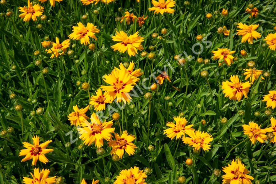 Krásnoočko velkokvěté 'Rising Sun' - Coreopsis grandiflora 'Rising Sun'