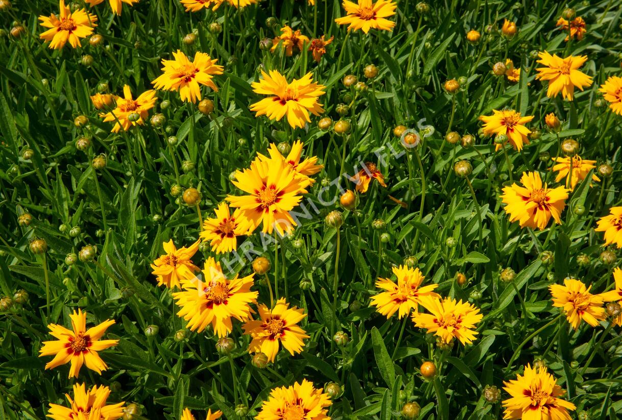 Krásnoočko velkokvěté 'Rising Sun' - Coreopsis grandiflora 'Rising Sun'