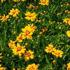 Krásnoočko velkokvěté 'Rising Sun' - Coreopsis grandiflora 'Rising Sun'