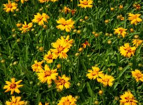 Krásnoočko velkokvěté 'Rising Sun' - Coreopsis grandiflora 'Rising Sun'