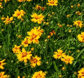 Krásnoočko velkokvěté 'Rising Sun' - Coreopsis grandiflora 'Rising Sun'