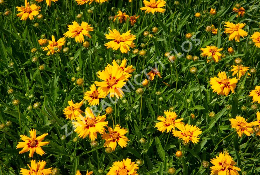 Krásnoočko velkokvěté 'Rising Sun' - Coreopsis grandiflora 'Rising Sun'