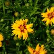 Krásnoočko velkokvěté 'Rising Sun' - Coreopsis grandiflora 'Rising Sun'