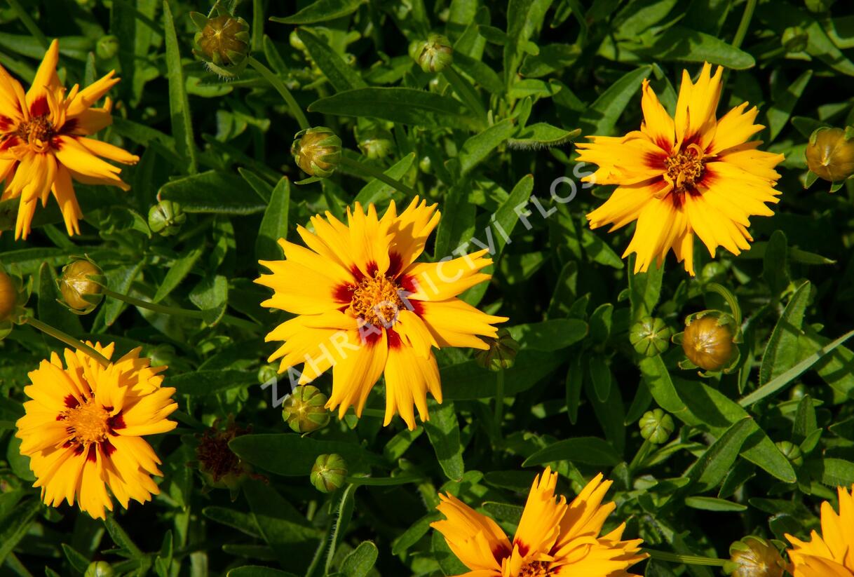 Krásnoočko velkokvěté 'Rising Sun' - Coreopsis grandiflora 'Rising Sun'