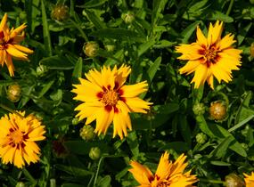Krásnoočko velkokvěté 'Rising Sun' - Coreopsis grandiflora 'Rising Sun'