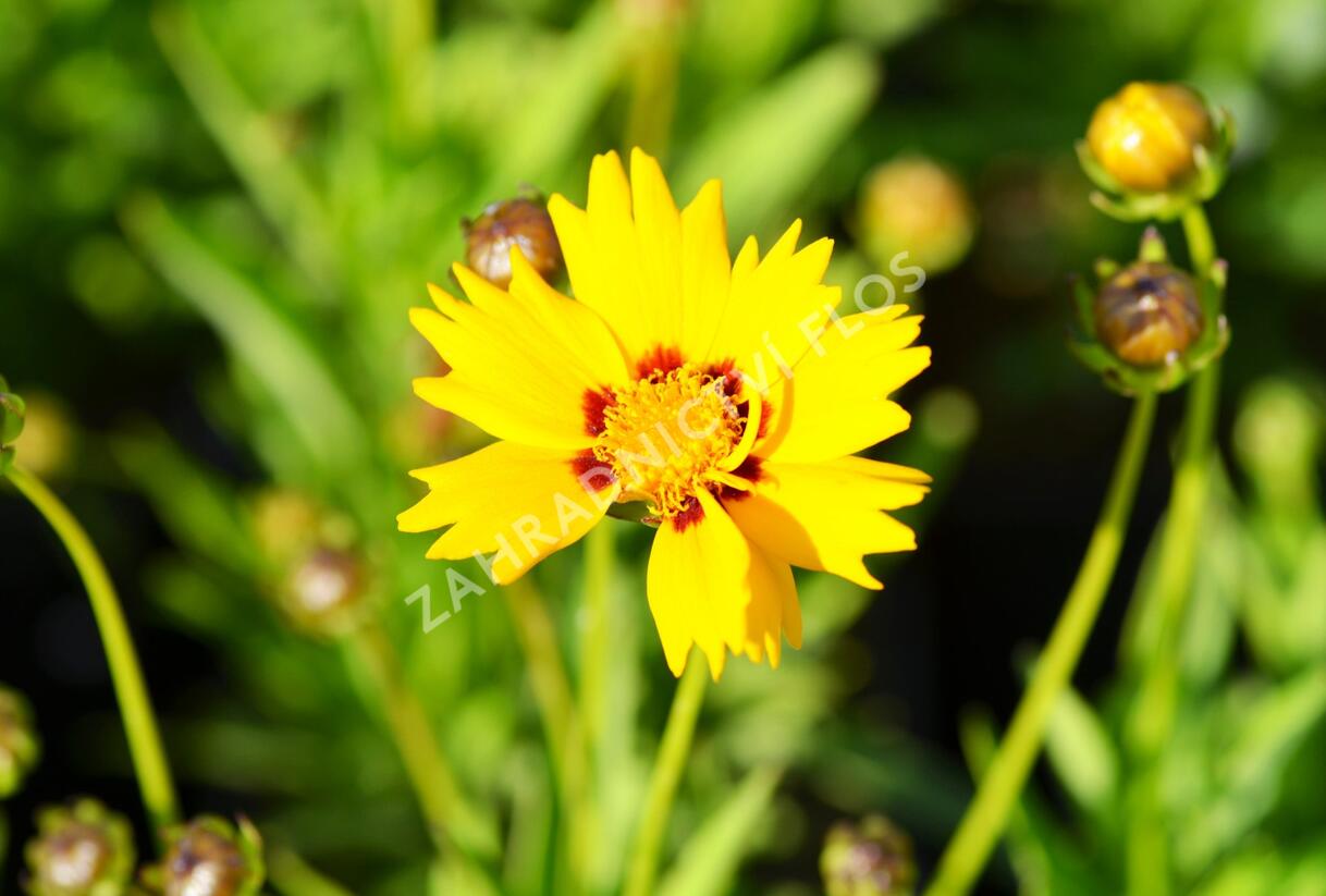 Krásnoočko velkokvěté 'Rising Sun' - Coreopsis grandiflora 'Rising Sun'