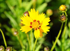 Krásnoočko velkokvěté 'Rising Sun' - Coreopsis grandiflora 'Rising Sun'