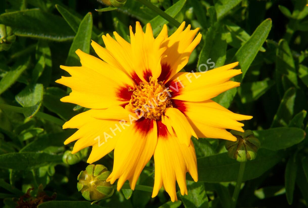 Krásnoočko velkokvěté 'Rising Sun' - Coreopsis grandiflora 'Rising Sun'