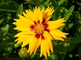 Krásnoočko velkokvěté 'Rising Sun' - Coreopsis grandiflora 'Rising Sun'