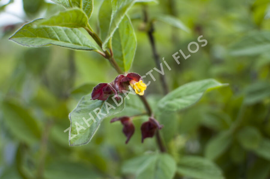 Zimolez zákrovečný - Lonicera involucrata