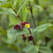 Zimolez zákrovečný - Lonicera involucrata