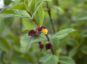 Zimolez zákrovečný - Lonicera involucrata