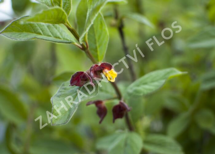 Zimolez zákrovečný - Lonicera involucrata