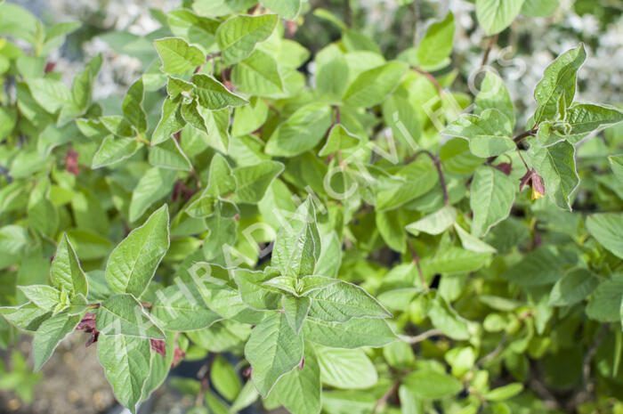 Zimolez zákrovečný - Lonicera involucrata