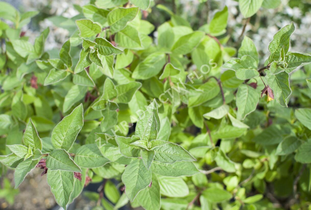Zimolez zákrovečný - Lonicera involucrata
