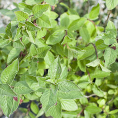 Zimolez zákrovečný - Lonicera involucrata