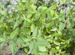 Zimolez zákrovečný - Lonicera involucrata
