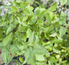 Zimolez zákrovečný - Lonicera involucrata