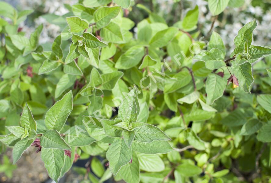 Zimolez zákrovečný - Lonicera involucrata