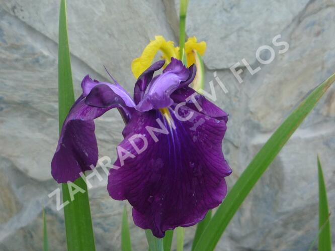 Kosatec mečovitý 'Amethyst' - Iris ensata 'Amethyst'