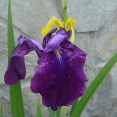 Kosatec mečovitý 'Amethyst' - Iris ensata 'Amethyst'