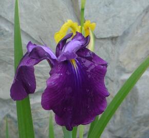 Kosatec mečovitý 'Amethyst' - Iris ensata 'Amethyst'