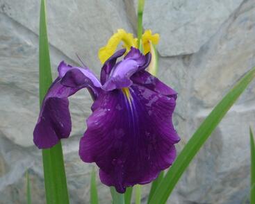 Kosatec mečovitý 'Amethyst'