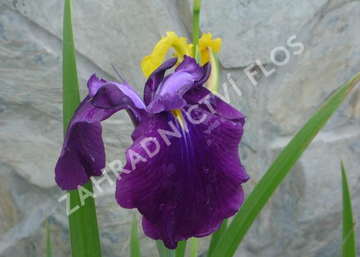 Kosatec mečovitý 'Amethyst' - Iris ensata 'Amethyst'