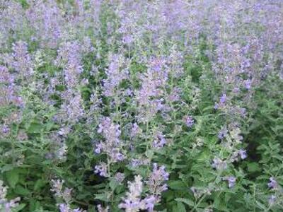 Šanta (mussini) - Nepeta x faassenii (mussini)