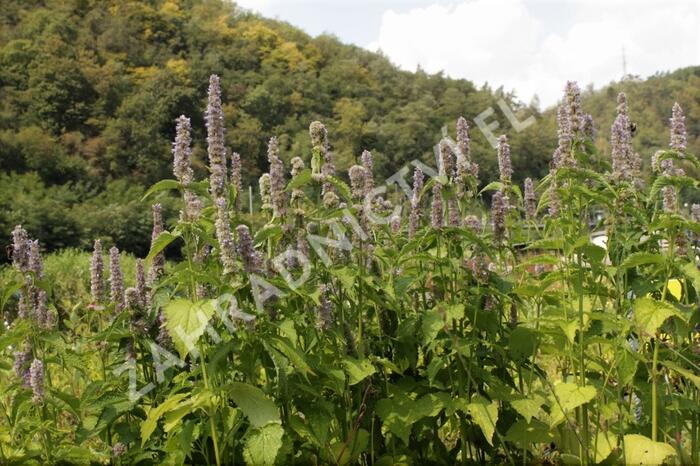 Agastache svraskalá - Agastache rugosa