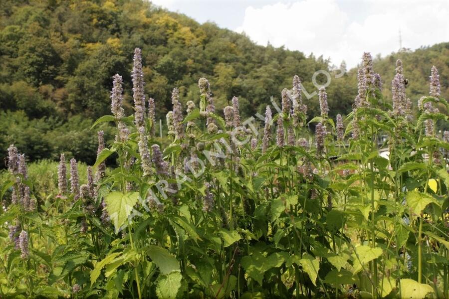 Agastache svraskalá - Agastache rugosa