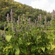 Agastache svraskalá - Agastache rugosa