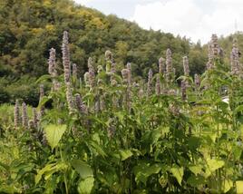 Agastache svraskalá