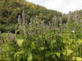 Agastache svraskalá - Agastache rugosa