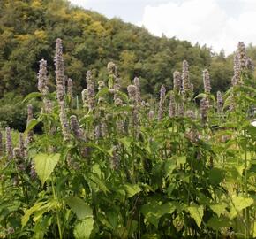 Agastache svraskalá - Agastache rugosa