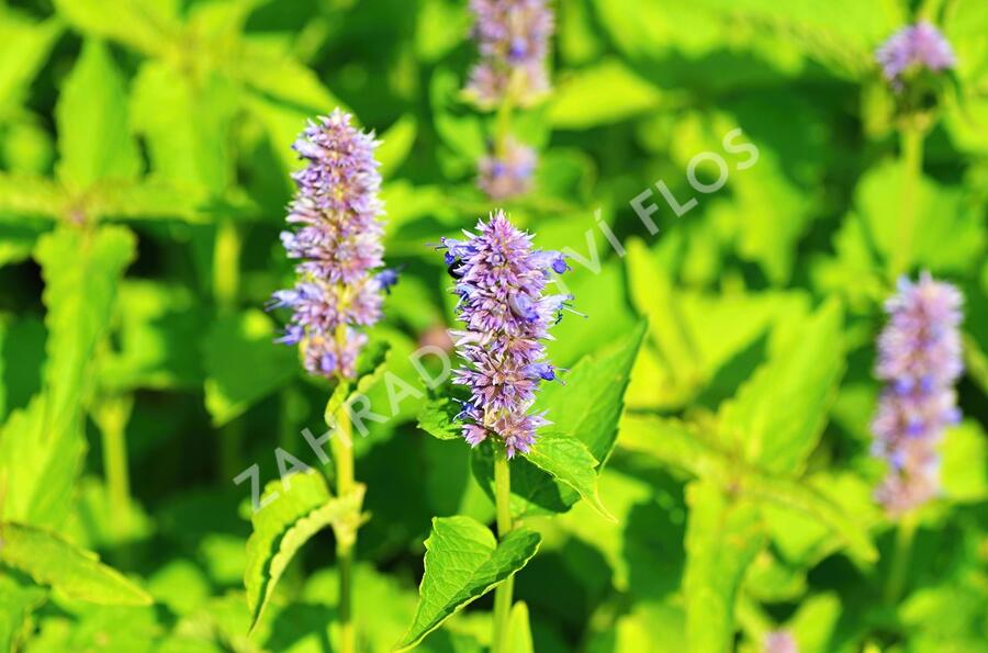 Agastache svraskalá - Agastache rugosa