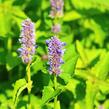 Agastache svraskalá - Agastache rugosa