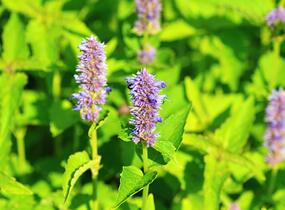 Agastache svraskalá - Agastache rugosa