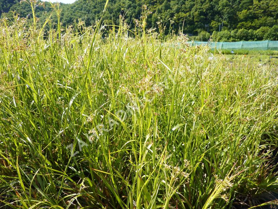 Bika bělavá - Luzula luzuloides