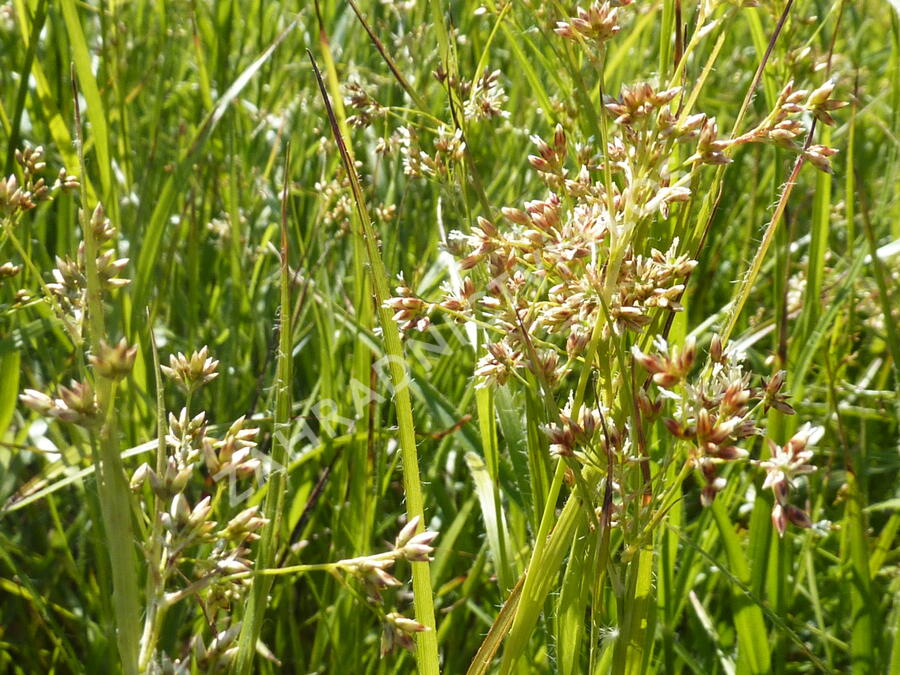 Bika bělavá - Luzula luzuloides