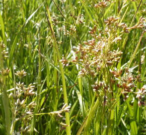 Bika bělavá - Luzula luzuloides