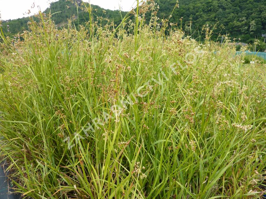 Bika bělavá - Luzula luzuloides