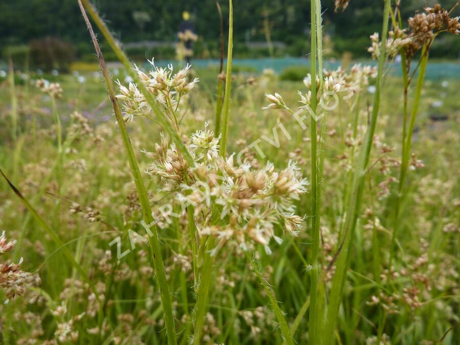 Bika bělavá - Luzula luzuloides
